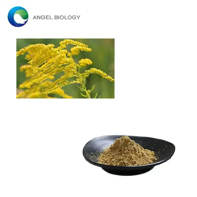 Goldenrod Extract Powder: Nature's Answer to Seasonal Allergies?
